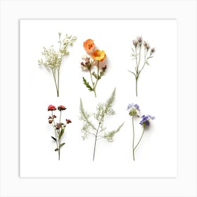 Dried Wild Flowers 21 Art Print