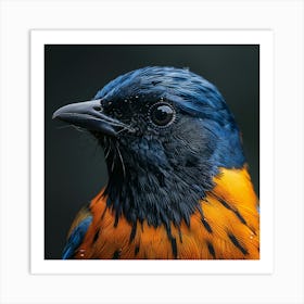 Blue And Orange Bird 1 Art Print