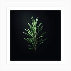 Rosemary On A Black Background Art Print