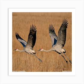Sandhill Cranes In Flight 4 Art Print