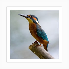 Kingfisher Stock Videos & Royalty-Free Footage 2 Art Print