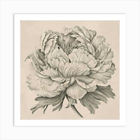 Elegant Peony 1 Poster