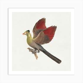 White Cheeked Turaco, Luigi Balugani Art Print