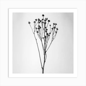 Black And White Flower Art Print