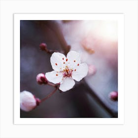 Cherry Blossom Art Print