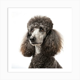 Poodle Dog Portrait Poster