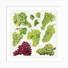 Watercolor Grapes Art Print