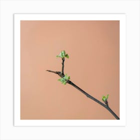 Spring Buds Art Print