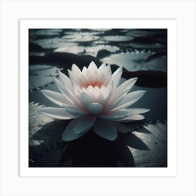 Water Lily Art Print