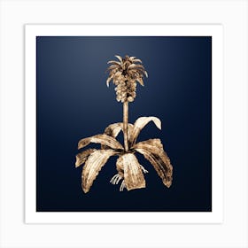 Gold Botanical Eucomis Regia on Midnight Navy Art Print