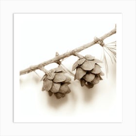 Pine Cones 2 Art Print