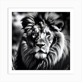 Black And White Lion Art Print