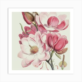 Magnolia Art Print