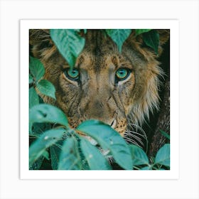 Eyes of the Jungle: A Lion's Gaze Through the Foliage Art Print