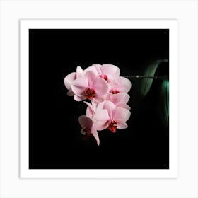 Blooming Orchid // Nature Photography Art Print