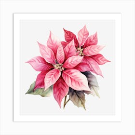 Poinsettia 17 Art Print