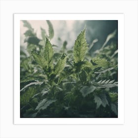 Cannabis Leaves In The Forest Art Print