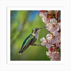 Hummingbird On Cherry Blossom Art Print