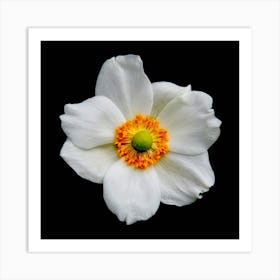 White Anemone Flower Art Print