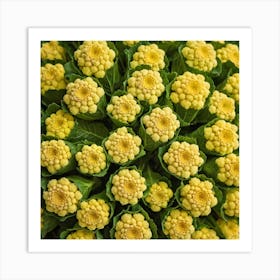 Yellow Cauliflower 2 Art Print