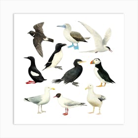 Sea Birds Black & White Square Art Print