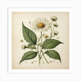 Chamomile Leaf Vintage Botanical Art Print Art Print