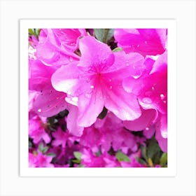 Pink Azaleas 20 Art Print