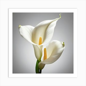 Calla Lily Art Print