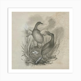 Two Ducks In A Nest Art Print