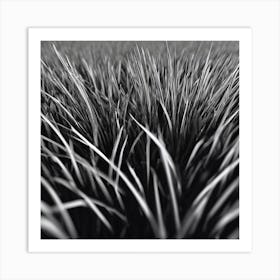 Grass Field In Black And White Art Print