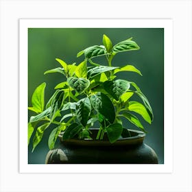 Small Plant In A Pot Art Print