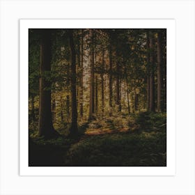 Forest In The Sun Art Print