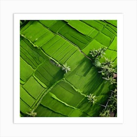 Grow Plant Green Background Field Aerial Landscape Pattern Agriculture Grass Harvesting C Art Print