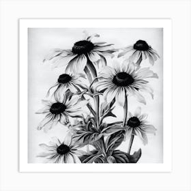 Black Eyed Susan 2 Art Print