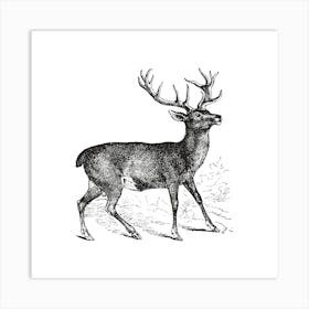 Deer Illustration Art Print