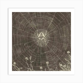 Spider Web Art Print