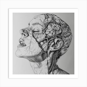 Anatomy Drawing Of A Woman'S Head Art Print