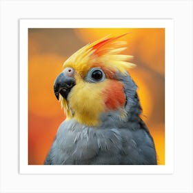 Cockatiel 12 Art Print