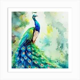 Peacock Watercolor Painting Art Print