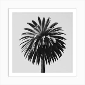 Palm Tree 6 Art Print