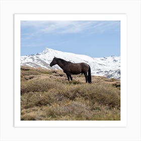 Wild Mountain Horse Art Print