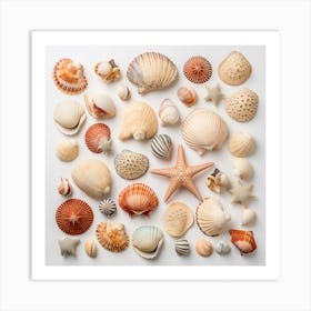 Shells On White Background Art Print