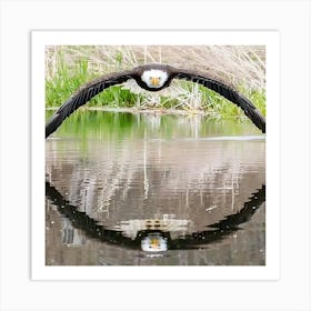 Bald Eagle Art Print