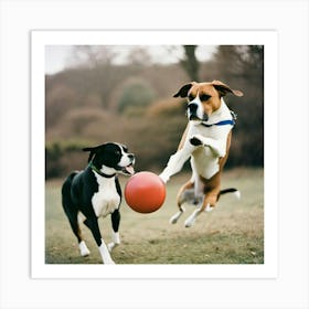 Playing dogs with red ball Art Print