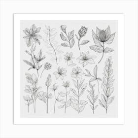 Botanical Drawing 2 Art Print