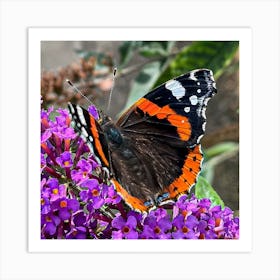 Red Admiral Butterfly Art Print