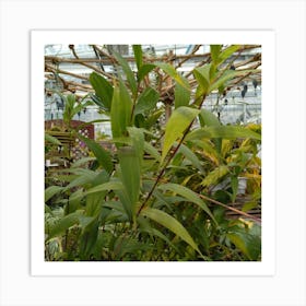 Tropical Plants In A Greenhouse Art Print