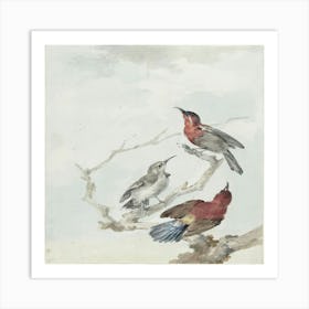 Three Birds Perched On A Branch Art Print