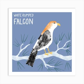 White Rumped Falcon Bird of Prey Póster