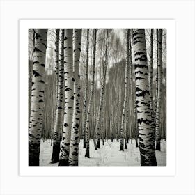 Birch Trees In Winter 4 Art Print